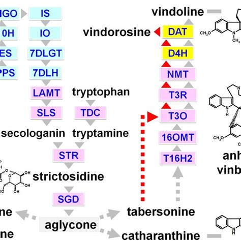 Biosynthetic Pathway Of Mias In C Roseus Simplified Representation Of