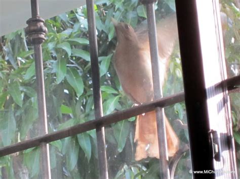 Mi Chunche The Yigüirro The National Bird Of Costa Rica