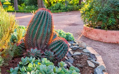 15 Cactus Garden Ideas (Photos) - Garden Lovers Club