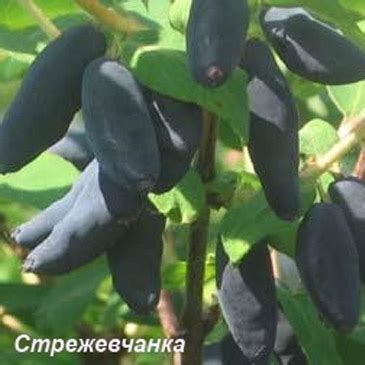 Стрежевчанка — Плодопитомник