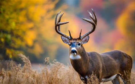 New York Deer Season 2023 2024 What You Need To Know DeerSeason Org