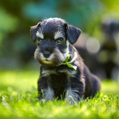 Zwergschnauzer Welpen Preis Erziehung Aussehen Video