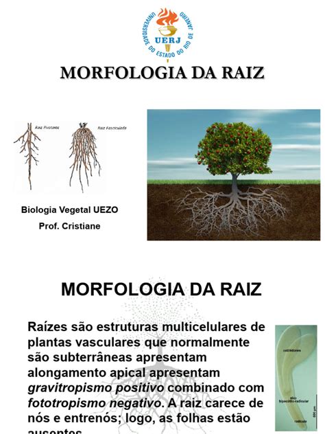 Aula Raiz Morfologia Pdf Raiz Plantas