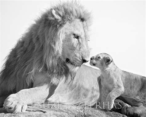 Safari Baby Animals Photo Set Black And White Baby Animal Prints By