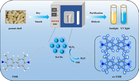 Schematic Illustration Of The One Step Hydrothermal Synthesis Of Si Cds Download Scientific