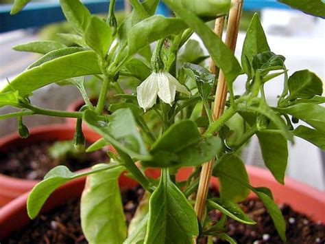 Free picture: chilli, plants, green