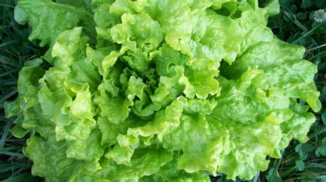 8 Steps To Save Lettuce Seed Southern Exposure Seed Exchange