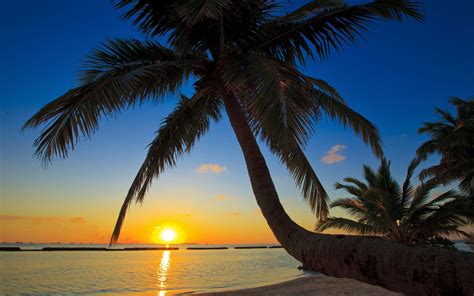 🔥 40 Sunset Palm Trees Wallpapers Wallpapersafari