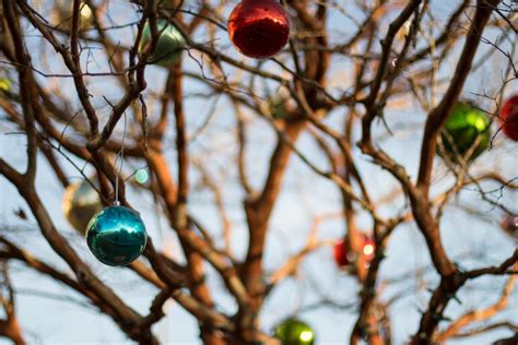 Free Images Tree Nature Branch Blossom Winter Sunlight Leaf