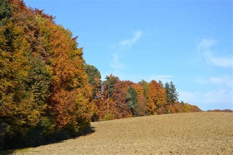 Floresta Cair Campos Foto Gratuita No Pixabay Pixabay