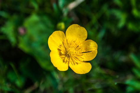 Free Images Nature Sunlight Leaf Petal Green Botany Yellow