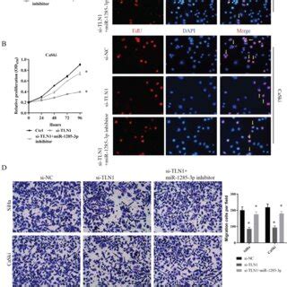 TLN1 Could Crosstalk With MiR 1285 3p Through Direct Binding A B