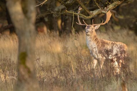 Damhert Fallow Deer Dama Dama Kars Kleinwolterink Flickr