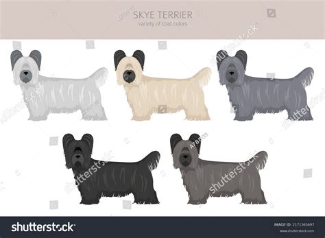 Skye Terrier Coat Colors Different Poses Stock Vector (Royalty Free ...