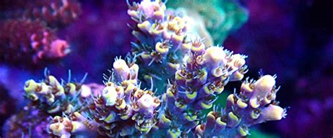 MicMol - Manuals Download - User Guide, Catalog, Video, Pictures, Logo