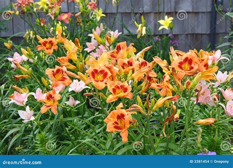 Daylily Garden stock photo. Image of vibrant, collection - 3381454