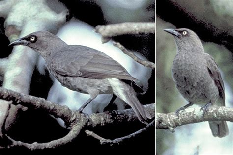 The Rarotonga Starling Aplonis Cinerascens In The Field Photos