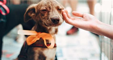 ¿desea Adoptar Un Perrito Este 22 De Julio Organizarán Feria De