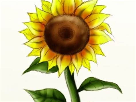 How To Draw A Sunflower Step By With Pencil Easy | Best Flower Site