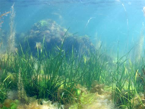 Seagrass Coast