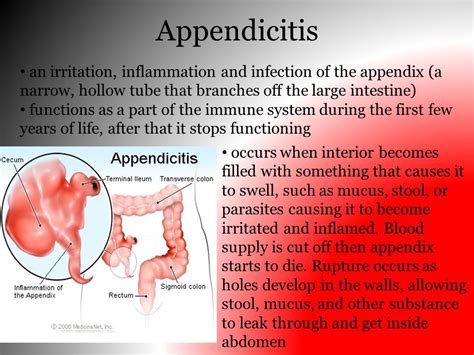 Appendix Function In Digestive System