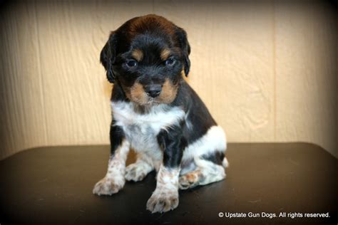 French Brittany Puppies – Boykin Spaniels and other Gun Dogs Available ...