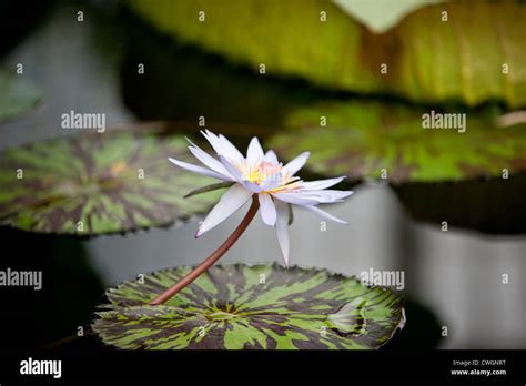 A white and lilac water lily in flower, Nymphaea Carlos Magdalena Stock ...