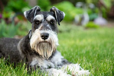 Miniature Schnauzer Ultimate Guide: Pictures, Characteristics, & Facts ...