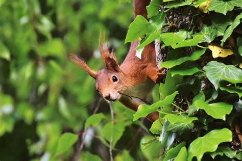 Why Do Squirrels Chase Each Other 6 Reasons Wildlife Informer