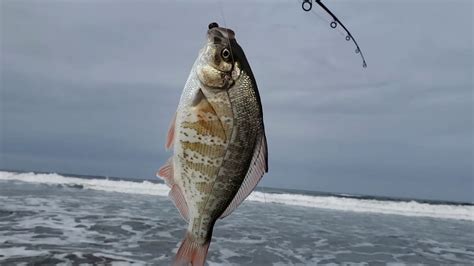 Surf Fishing Oregon Coast Youtube