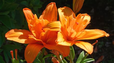 16 Types of Orange Lilies For Bright Garden Color
