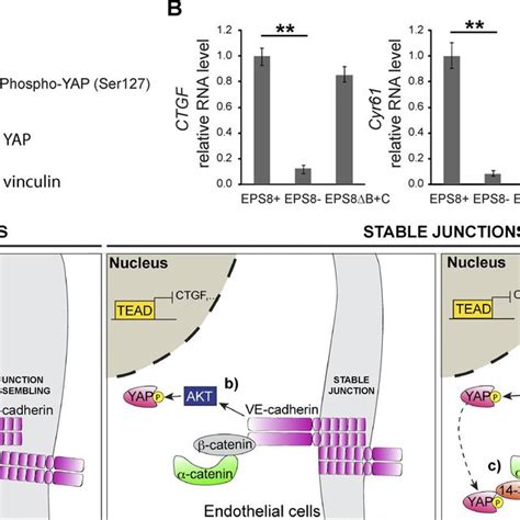 Eps Modulation Of Yap Phosphorylation And Transcriptional Activity Is