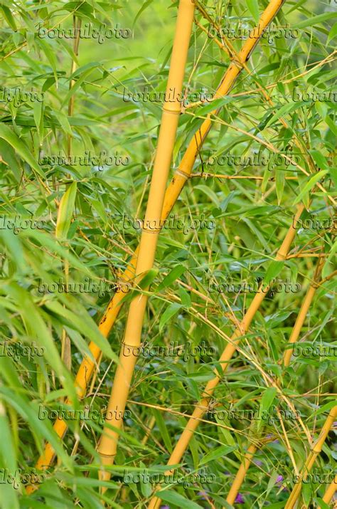 Bild Goldener Peking Bambus Phyllostachys Aureosulcata Aureocaulis