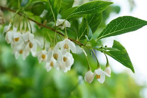 Japanese Snowbell Tree For Sale Buying And Growing Guide