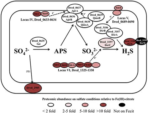 Frontiers Comparative Proteomic Analysis Of Desulfotomaculum Reducens Mi 1 Insights Into The