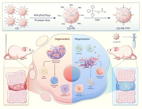 具有线粒体靶向效应的碳点 普鲁士蓝从ros毒性微环境中挽救髓核细胞，以延缓椎间盘退变 扬州大学陈昊、王辉辉 Ahm