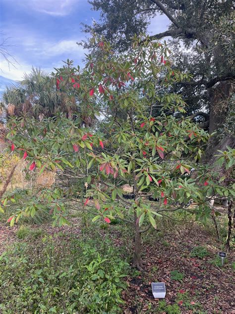 Weekly What Is It Franklin Tree Uf Ifas Extension Escambia County