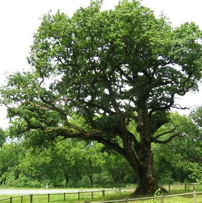 quercus petraea treepedia