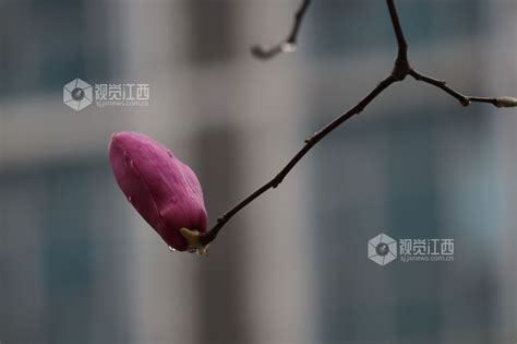 江西新余：雨中的玉兰娇艳欲滴 视觉江西 大江网首页