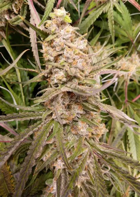 Apple Fritter Cannabis Strain Information Growdiaries