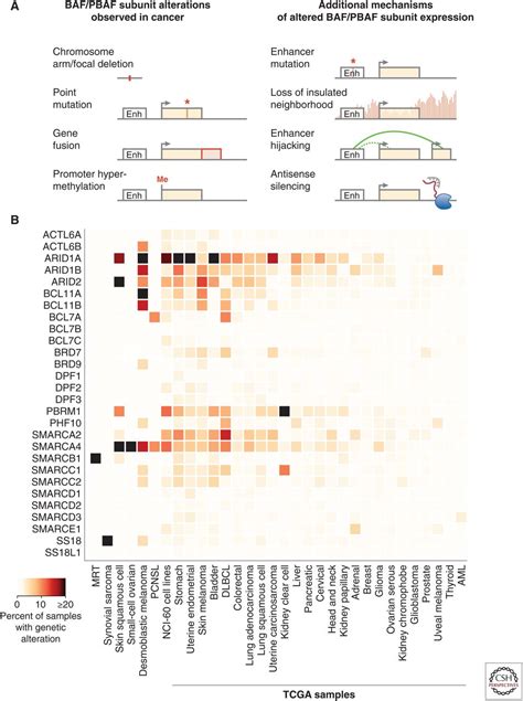 The Many Roles Of Baf Mswi Snf And Pbaf Complexes In Cancer