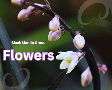 Black Mondo Grass Flower All The Things You Must Know InHousePlant