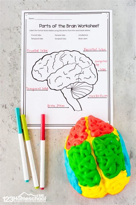 label the parts of the brain worksheet Human Body Activities, Brain ...
