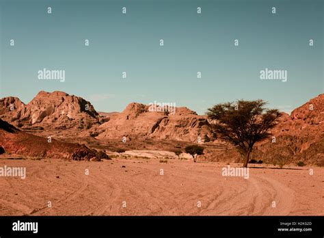 Acacia Tree Sinai Desert Egypt Hi Res Stock Photography And Images Alamy