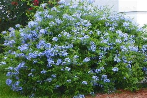 plumbago auriculata - Garden Variety