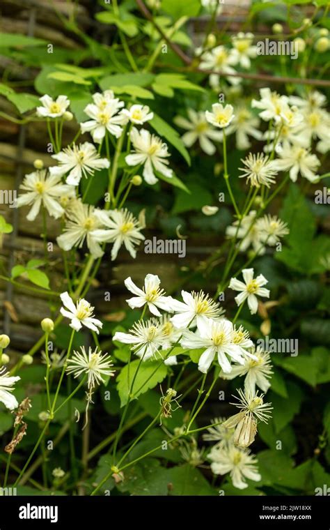 Natural Close Up Plant Portrait Of Clematis Paul Farges Clematis