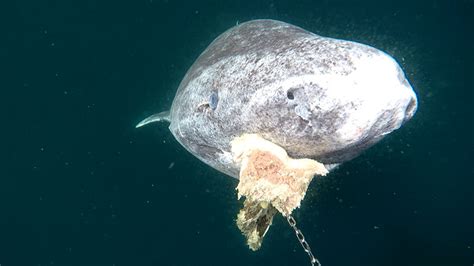 Why Scientists Are Racing To Uncover The Greenland Sharks Secrets