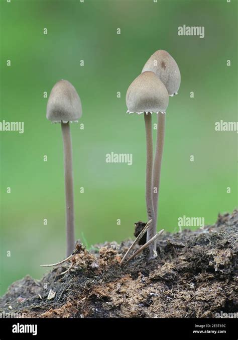 Panaeolus Papilionaceus Petticoat Mottlegill A Dung Mushroom From