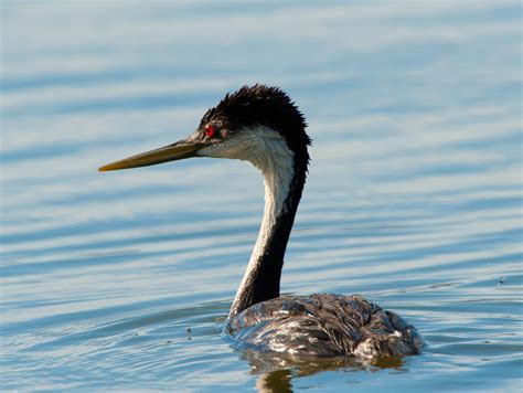 Grebe - Alchetron, The Free Social Encyclopedia