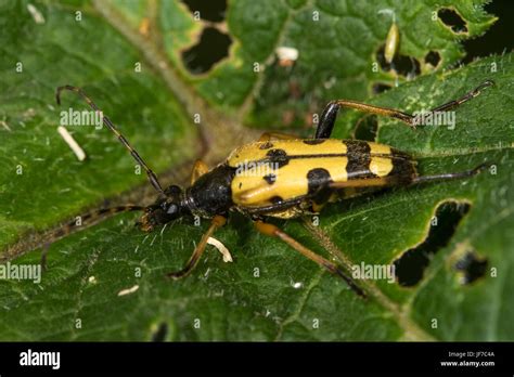 Spotted Longhorn Beetle Rutpela Maculata On A Half Eaten Dock Leaf